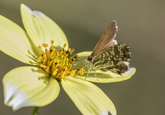 Cacyreus marshalli