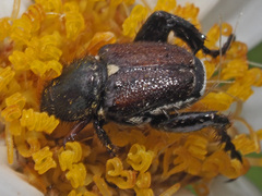 Hopliini