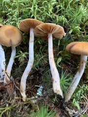 Cortinarius kauffmanianus