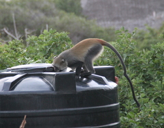 Cercopithecus mitis albogularis