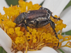 Hopliini