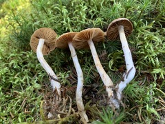 Cortinarius kauffmanianus