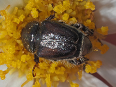 Hopliini