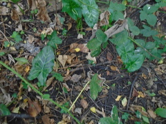 Arum italicum italicum