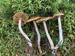 Cortinarius kauffmanianus