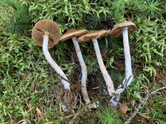 Cortinarius kauffmanianus