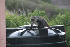 Cercopithecus mitis albogularis