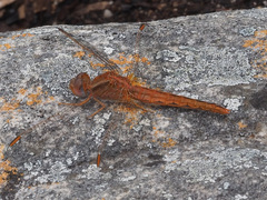 Crocothemis sanguinolenta