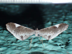 Macrosoma heliconiaria