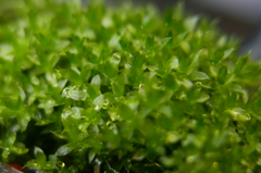 Bryophyta