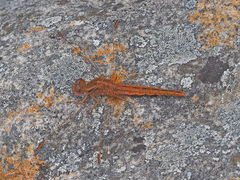 Crocothemis sanguinolenta