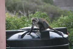 Cercopithecus mitis albogularis