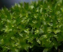 Bryophyta
