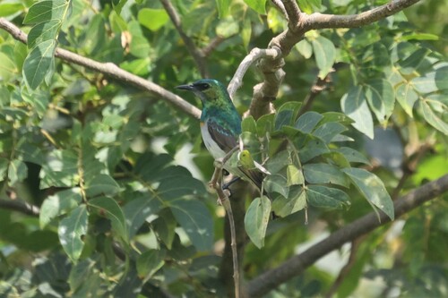 Grey-chinned Sunbird (Anthreptes tephrolaemus), photo 9