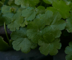 Hydrocotyle sibthorpioides