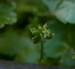 Hydrocotyle sibthorpioides