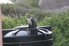 Cercopithecus mitis albogularis