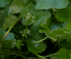 Hydrocotyle sibthorpioides