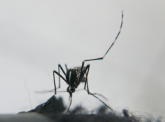 Aedes albopictus