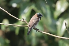 Spermestes cucullata