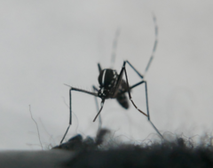 Aedes albopictus