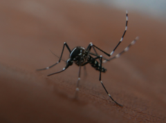 Aedes albopictus