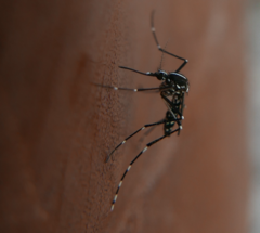 Aedes albopictus