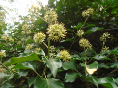 Hedera helix