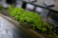 Bryophyta
