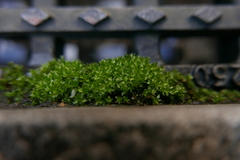 Bryophyta
