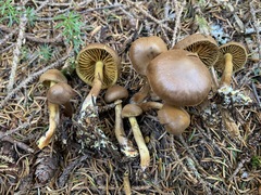 Cortinarius huronensis