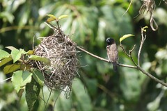 Spermestes cucullata