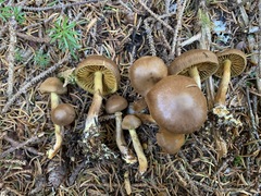 Cortinarius huronensis