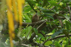 Columbina talpacoti
