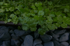 Hydrocotyle sibthorpioides