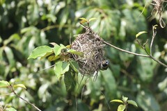 Spermestes cucullata