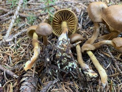 Cortinarius huronensis