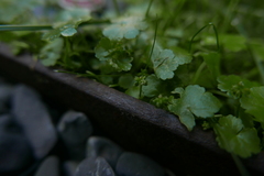 Hydrocotyle sibthorpioides