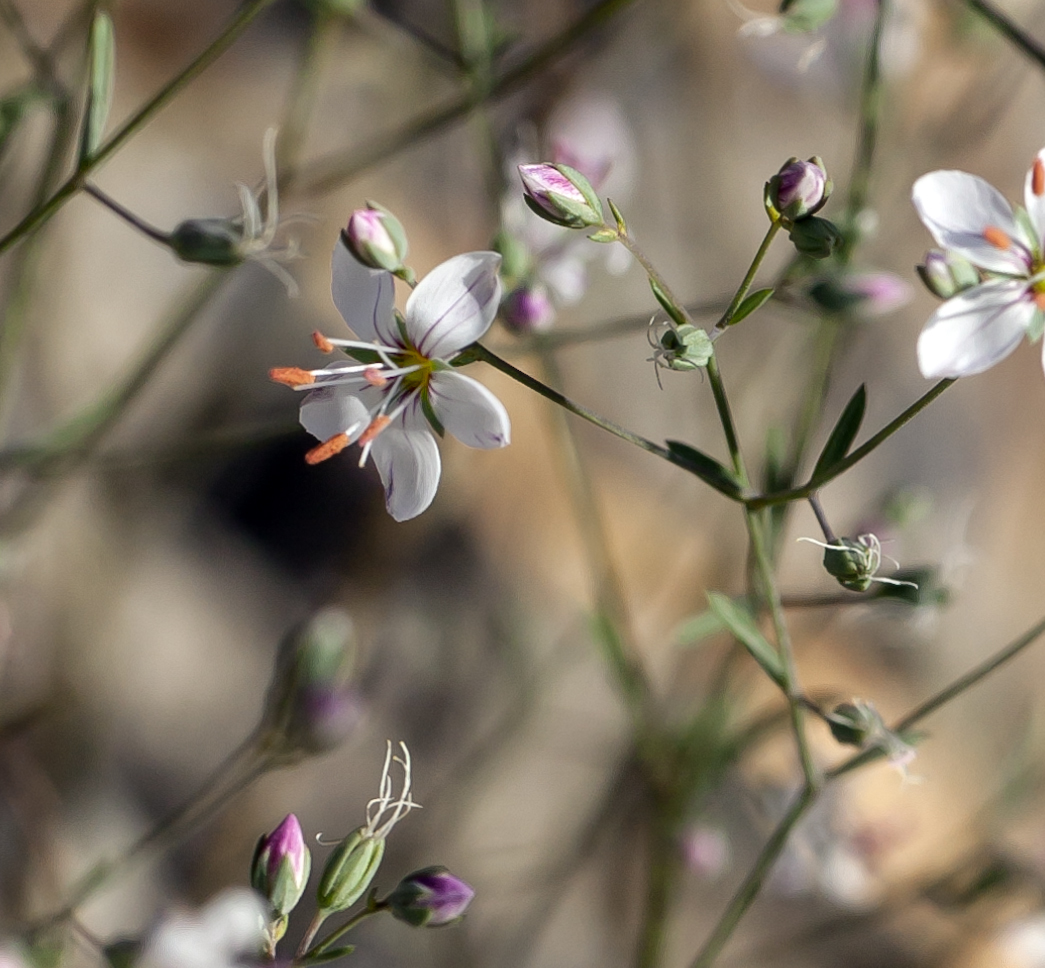 Hesperolinon disjunctum