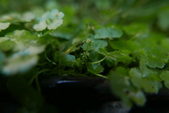 Hydrocotyle sibthorpioides