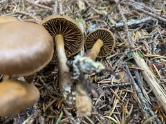 Cortinarius huronensis