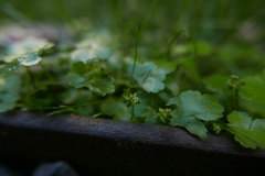 Hydrocotyle sibthorpioides