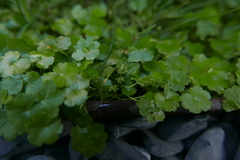 Hydrocotyle sibthorpioides