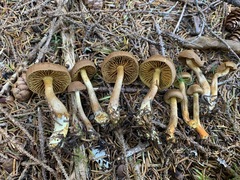 Cortinarius huronensis