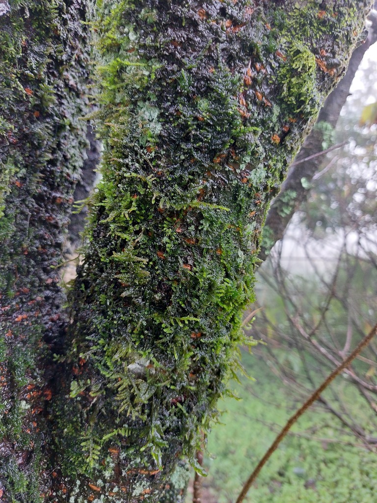 Himantocladium plumula