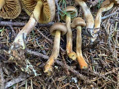 Cortinarius huronensis
