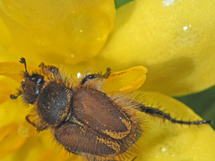 Hopliini