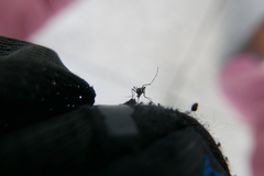 Aedes albopictus