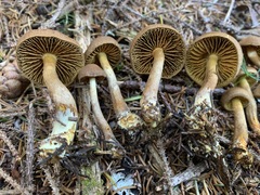 Cortinarius huronensis