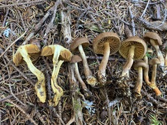 Cortinarius huronensis